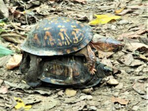 box-turtles