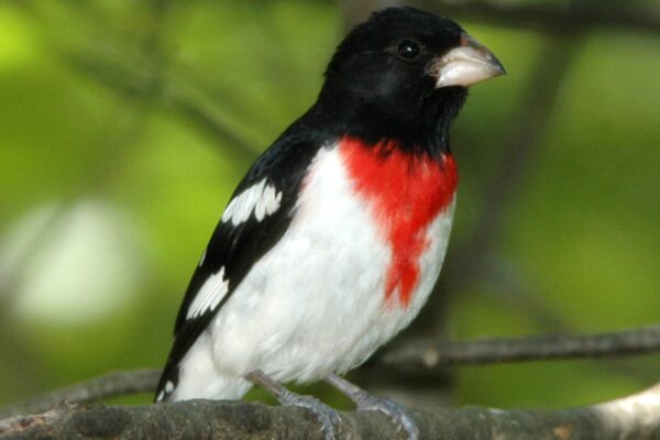 Rose-breasted-grosbeak-male