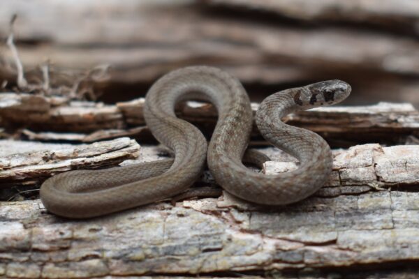 brown-snake