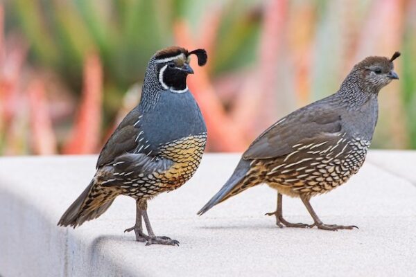 California-quail-male-and-female