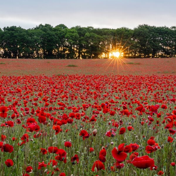 poppies