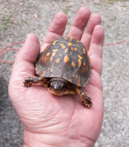 turtle-01