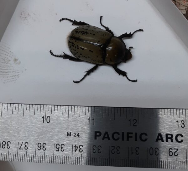 bug01