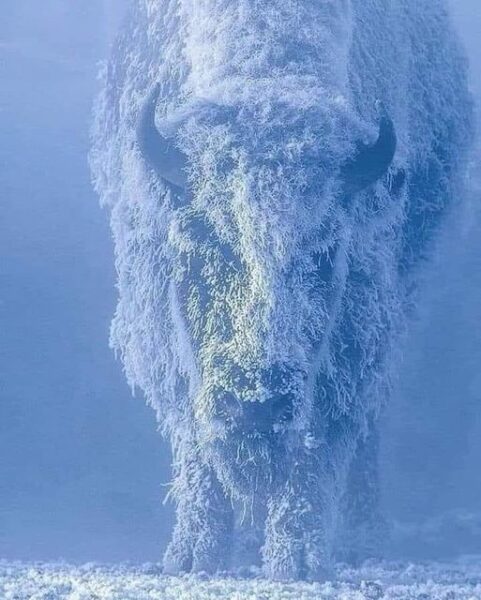 white-buffalo