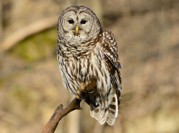 barred-owl