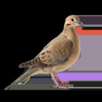 mourning-dove