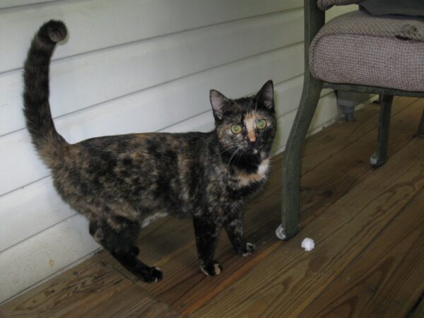 Tawny-Autumn-22-June-2011