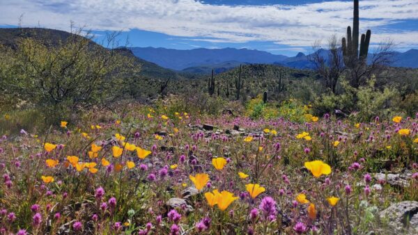 FB_IMG_1771943266732