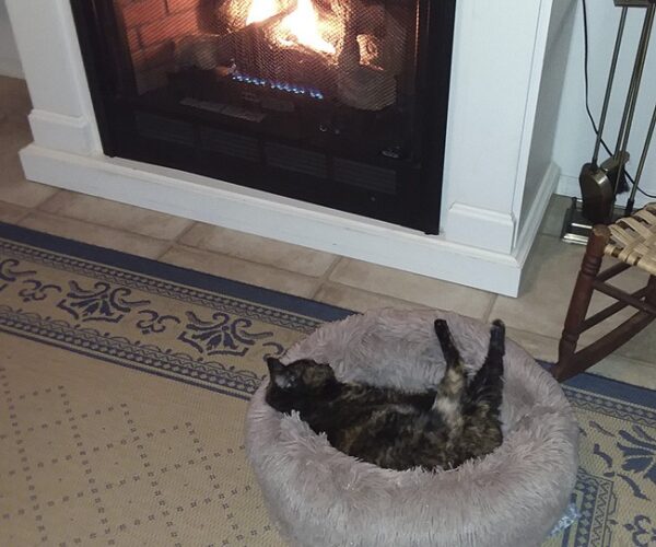 Tawny-Autumn-Feb-22-2026