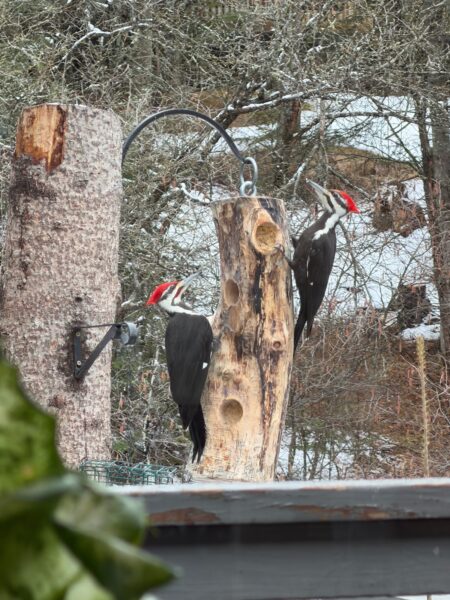 Pileateds