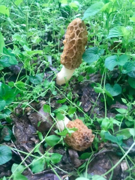 morel