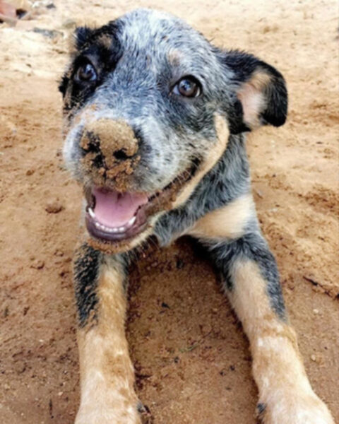 heeler