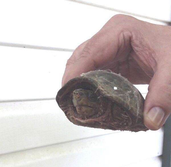 Snapping-turtle