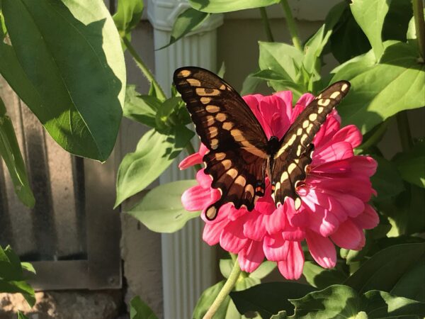 Swallowtail-zinna-appreciator
